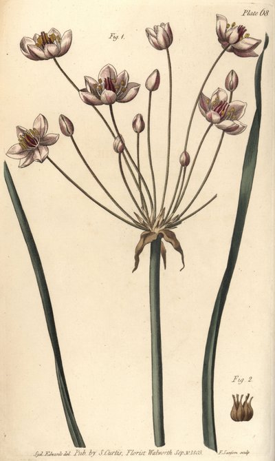 Juncia de flor, Butomus umbellatus, Hexagynia, flor hermafrodita 1 y pistilos 2. Grabado en cobre coloreado a mano de F. Sansom de una ilustración botánica de Sydenham Edwards para las Lectures on Botany de William Curtis, como se impartieron en el Jardín  de Sydenham Teast Edwards