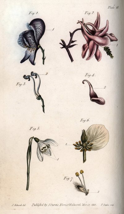 Flores de acónito, ancholia, galanthus, eléboro y sauce llorón, con detalles de pistilos y estambres de Sydenham Teast Edwards