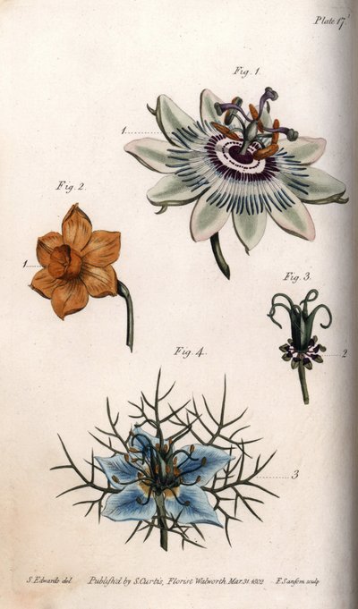 Flores de maracuyá, narciso y nigella, del Botanical Magazine de William Curtis de Sydenham Teast Edwards