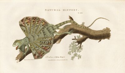 Dragón volador en una rama de Sydenham Teast Edwards