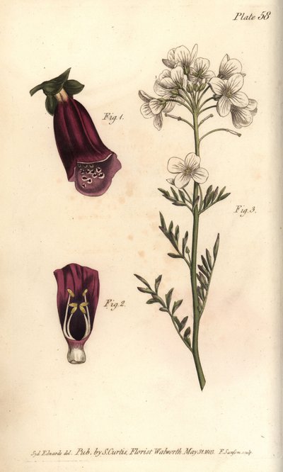 Dedalera de Sydenham Teast Edwards