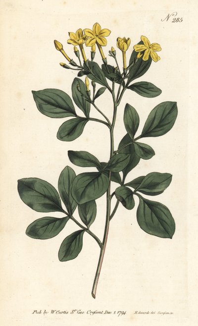 Jazmín fragante, Jasminum odoratissimum de Sydenham Teast Edwards