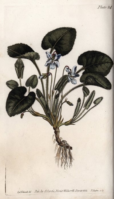 Violeta fragante de Sydenham Teast Edwards