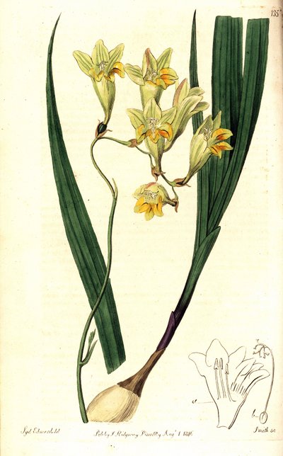 Tritonia reflexa, Freesia refracta de Sydenham Teast Edwards