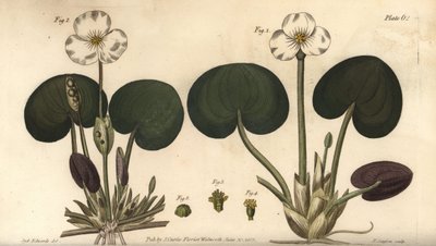 Frogbit, Hydrocharis morsus-ranae, Dioecia, planta femenina 1,4, planta masculina 2,3. Grabado en cobre coloreado a mano por F. Sansom de una ilustración botánica de Sydenham Edwards para las Conferencias sobre Botánica de William Curtis, como se impartier de Sydenham Teast Edwards