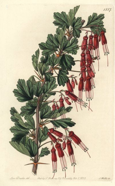 Flor de fucsia o fucsia de California, del Registro Botánico de Sydenham Edwards de Sydenham Teast Edwards