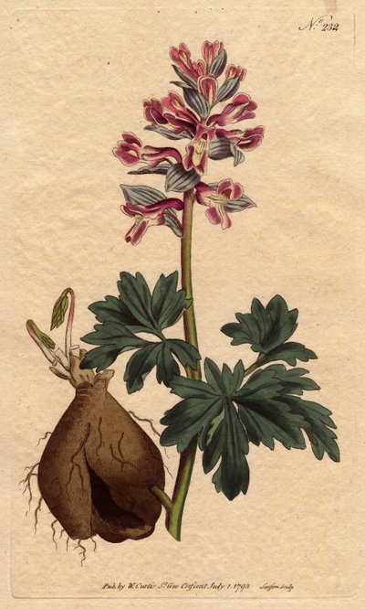 Fumaria cava, con flores púrpuras polvorientas, nativa de Alemania. Grabado en cobre a mano coloreado de una ilustración botánica de Sydenham Edwards del Botanical Magazine de William Curtis de Sydenham Teast Edwards