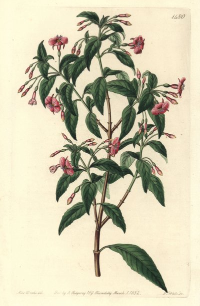Variedad de fucsia - Fuchsia bacillaris. Híbrido natural entre Fuchsia microphylla subsp. microphylla y Fuchsia thymifolia subsp. thymifolia. Grabado en cobre coloreado a mano por S. Watts después de una ilustración de Sarah Drake del Botanical Register de de Sydenham Teast Edwards