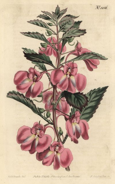 Balsamina de jardín - Balsamina de jardín, Impatiens balsamina de Sydenham Teast Edwards