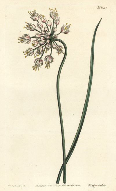 Ajo inclinado - Allium cernuum. Grabado en cobre a mano coloreado por F. Sansom Jr. después de una ilustración de Sydenham Edwards del Botanical Magazine de William Curtis, Londres de Sydenham Teast Edwards
