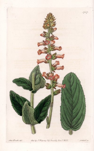 Genera Variete - Placa grabada por S. Watts, de una ilustración de Sarah Anne Drake (1803-1857), del Registro Botánico de Sydenham Edwards (1768-1819), Inglaterra de Sydenham Teast Edwards