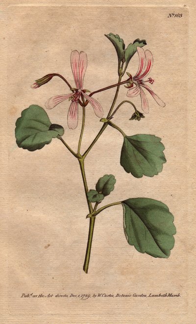 Pelargonium acetosum. Grabado en cobre coloreado a mano de una ilustración botánica de Sydenham Edwards de Sydenham Teast Edwards