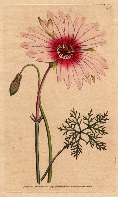 Geranio monsonia con flores grandes rosadas y rosadas oscuras de Sydenham Teast Edwards
