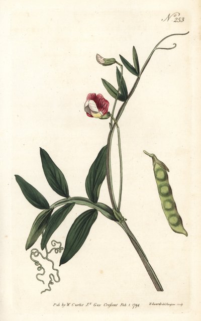 Guisante de olor español, Lathyrus clymenum de Sydenham Teast Edwards