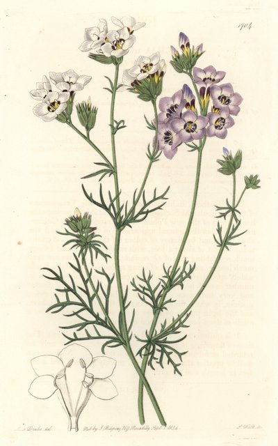 Gilia tricolor, variedades blancas y púrpuras, nativa de California - Agua fuerte por S. Watts de una ilustración de Sarah Anne Drake, del Registro Botánico de Sydenham Teast Edwards