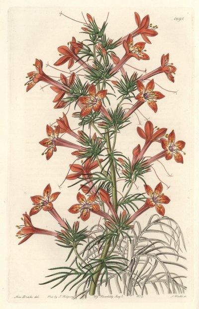 Gilie a hoja de coronope o Ipomopside elegante - Aguafuerte de S. Watts de una ilustración de Sarah Anne Drake (1803-1857), del Botanical Register de Sydenham Teast Edwards