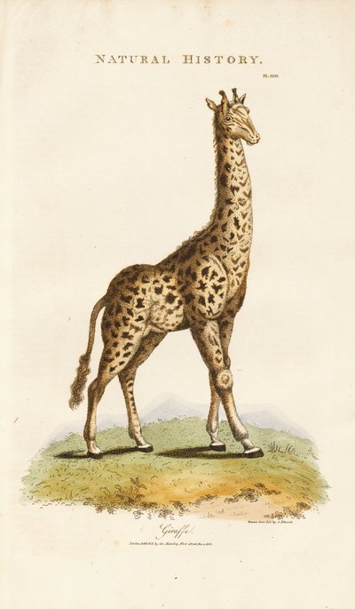  de Sydenham Teast Edwards