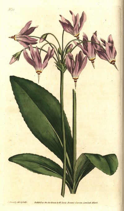 Giroselle de Virginia de Sydenham Teast Edwards