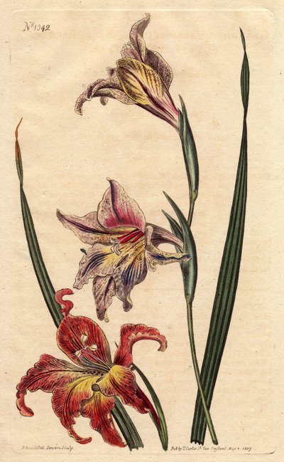 Gladiolo con grandes flores en espigas o gran afrikaner marrón, con flores moteadas en escarlata y rosa pálido, nativo de Sudáfrica de Sydenham Teast Edwards