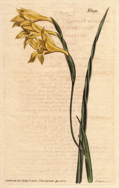 Gladiolus tristis. Grabado en cobre coloreado a mano de una ilustración botánica de Sydenham Edwards de la Revista Botánica de William Curtis 1790-1 de Sydenham Teast Edwards