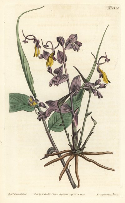 Globba radicalis (Opera girls, Mantisia saltatoria). Grabado en cobre coloreado a mano por F. Sansom Jr. después de una ilustración de Sydenham Edwards de la Revista Botánica de William Curtis, T. Curtis, Londres de Sydenham Teast Edwards