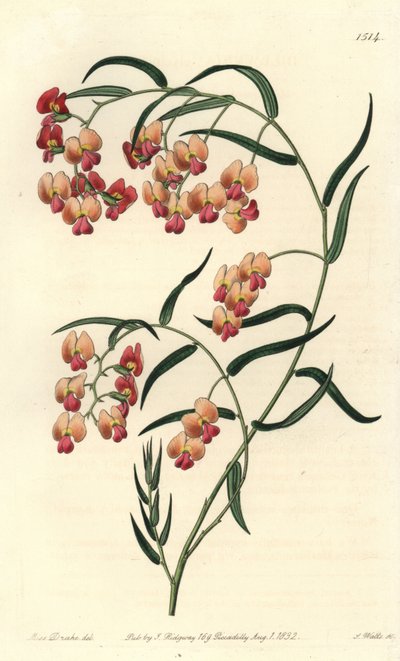 Dillwynia de hojas de glicina, Dillwynia glycinifolia. Grabado en cobre coloreado a mano por S. Watts después de una ilustración de Sarah Drake del Botanical Register de Sydenham Edwards, Ridgeway, Londres de Sydenham Teast Edwards