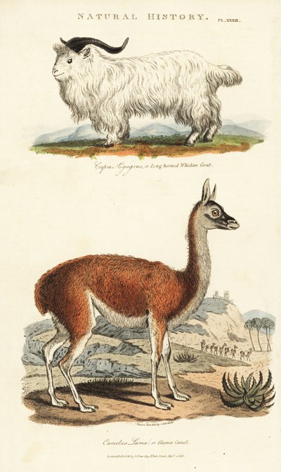 Cabra y llama - Capra aegagrus y Lama glama de Sydenham Teast Edwards