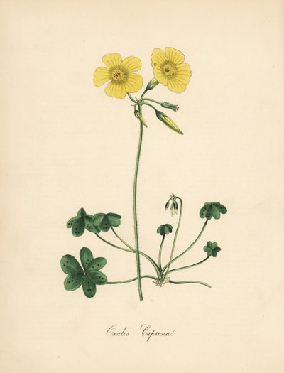 Oxalis caprina. Ilustración de Sydenham Edwards en la Revista Botánica de William Curtis. Zincografía coloreada a mano por C. Chabot, dibujada por Miss M. A. Burnett de su obra Plantae Utiliores: or Illustrations of Useful Pl de Sydenham Teast Edwards