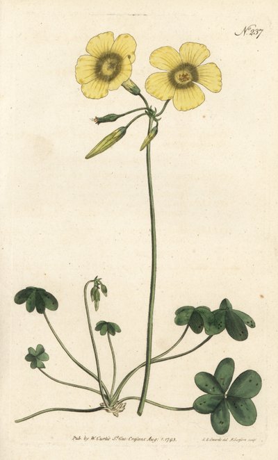 Pie de cabra - Acedera de madera de pie de cabra, Oxalis caprina. Grabado en cobre coloreado por Sansom de una ilustración de Sydenham Edwards del Botanical Magazine de William Curtis, Londres de Sydenham Teast Edwards