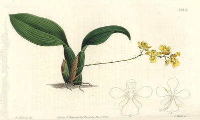 Orquídea Gomesa cornigera - del Registro Botánico de Sydenham Teast Edwards