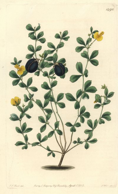 Gompholobium variedad (endémica de Australia) - Gompholobium marginatum de Sydenham Teast Edwards