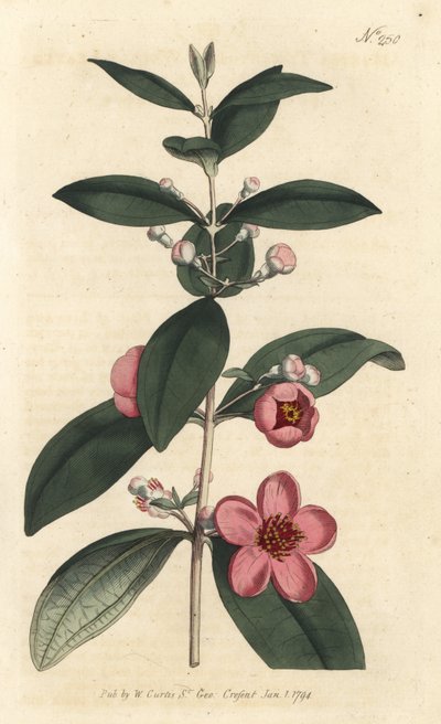 Rhodomyrtus tomentosa de Sydenham Teast Edwards