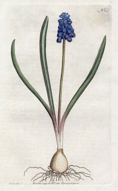 Jacinto de uva - Litografía de Sydenham Edwards, placa del Botanical Magazine de William Curtis de Sydenham Teast Edwards