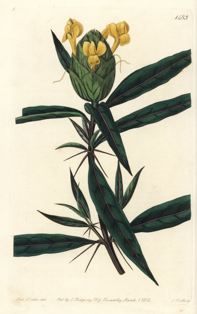 Barleria lupulina de Sydenham Teast Edwards