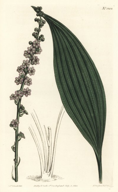 Teta de flores verdes, Peliosanthes teta de Sydenham Teast Edwards