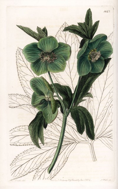 Hellebore de flor verde - Grabado por S.Watts, de una ilustración de Sarah Anne Drake, de la Revista Botánica de Sydenham Edwards, Inglaterra de Sydenham Teast Edwards
