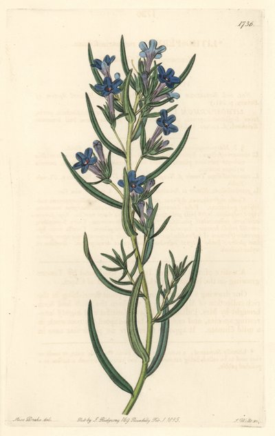 Gremil con hojas de romero, nativo de Sicilia - Agua fuerte por S. Watts de una ilustración de Sarah Anne Drake (1803-1857), del Registro Botánico de Sydenham Teast Edwards