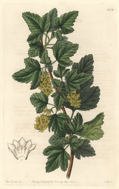Grosellero, conocido como Gadellier de Siberia (Ribes diacanthum), nativo de Chile de Sydenham Teast Edwards