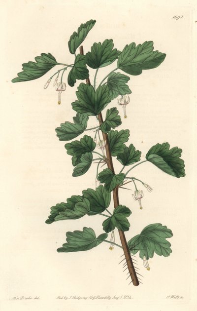 Grosellero, nativo de América del Norte - Placa grabada por S. Watts de una ilustración de Sarah Anne Drake, del Registro Botánico de Sydenham Teast Edwards