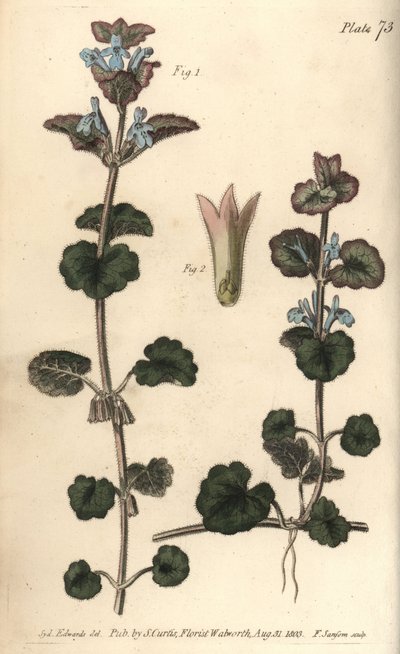 Hiedra terrestre de Sydenham Teast Edwards