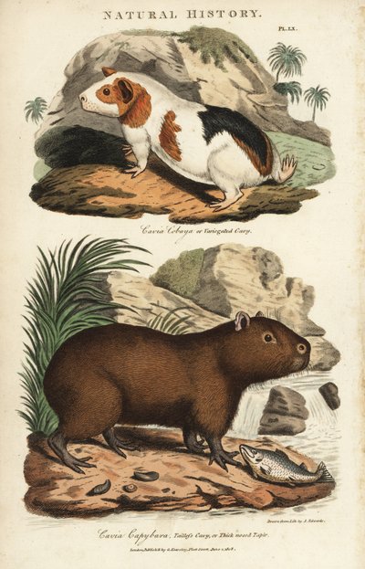 Cobaya y capibara - Cavia porcellus y Hydrochoerus hydrochaeris. Grabado en cobre coloreado a mano después de Sydenham Edwards de la Pantología de John Mason Good, una Nueva Enciclopedia, G. Kearsley, Londres de Sydenham Teast Edwards