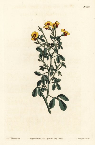 Goodia peluda, Goodia lotifolia var. pubescens (Goodia pubescens). Grabado en cobre a mano coloreado por F. Sansom Jr. después de una ilustración de Sydenham Edwards del Botanical Magazine de William Curtis, Londres de Sydenham Teast Edwards