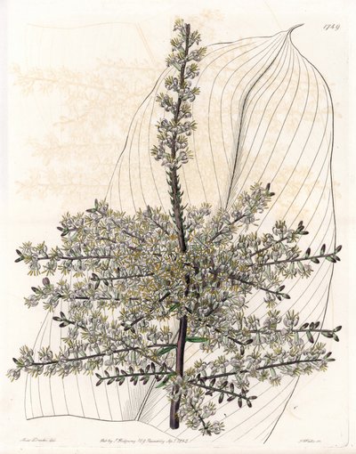 Espinaca hawaiana o caña de la India - Placa grabada por S. Watts, de una ilustración de Sarah Anne Drake (1803-1857), del Botanical Register de Sydenham Edwards (1768-1819), Inglaterra de Sydenham Teast Edwards