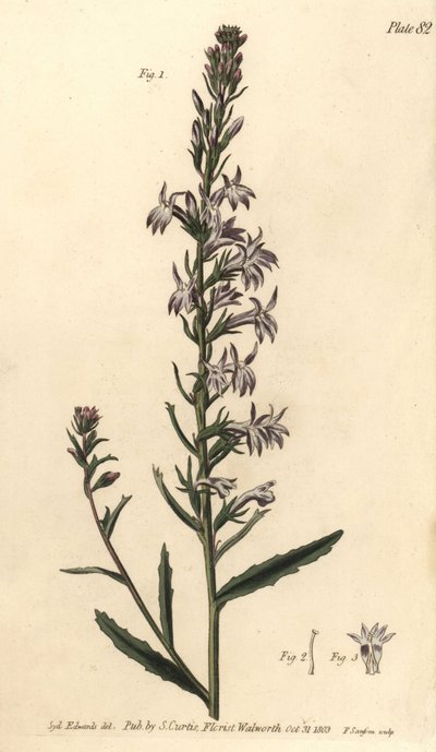 Lobelia de brezo, Lobelia urens, Polygamia monogamia. Grabado en cobre coloreado a mano por F. Sansom de una ilustración botánica de Sydenham Edwards para las Conferencias sobre Botánica de William Curtis, como se impartieron en el Jardín Botánico de Lambe de Sydenham Teast Edwards