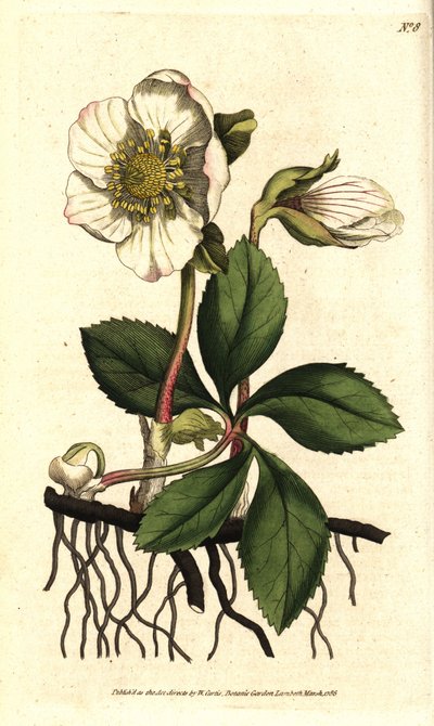 Hellebore negro o rosa de Navidad - Rosa de Navidad o heléboro negro, Helleborus niger. Grabado en cobre coloreado a mano después de una ilustración botánica de Sydenham Edwards del Botanical Magazine de William Curtis, Lambeth Marsh, Londres de Sydenham Teast Edwards