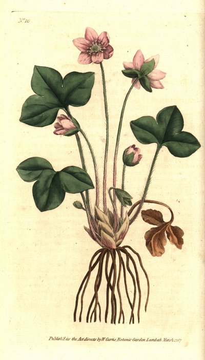 Hepática, anémona hepática noble o de tres lóbulos - Hepatica o hepática noble, Anemone hepatica. Grabado en cobre coloreado a mano después de una ilustración botánica de Sydenham Edwards del The Botanical Magazine de William Curtis, Lambeth Marsh, Londres de Sydenham Teast Edwards