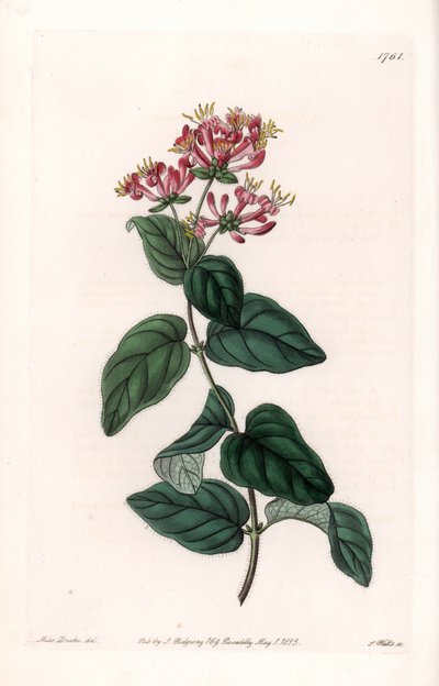 Hierba variete - Placa grabada por S. Watts, de una ilustración de Sarah Anne Drake (1803-1857), del Registro Botánico de Sydenham Edwards (1768-1819), Inglaterra de Sydenham Teast Edwards