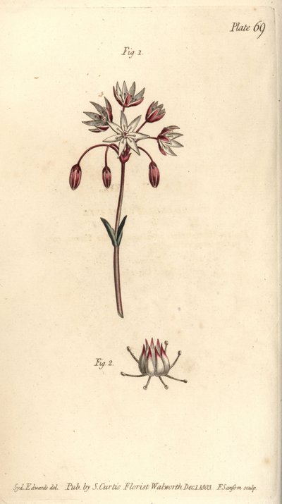 Flor hermafrodita con siete pistilos, Heptagynia, Septas capensis de Sydenham Teast Edwards