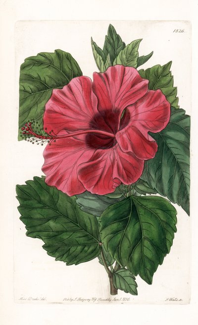 Hibisco rosa de China - Grabado por S. Watts, de una ilustración de Sarah Anne Drake (1803-1857), del Registro Botánico de Sydenham Edwards (1768-1819), Inglaterra de Sydenham Teast Edwards