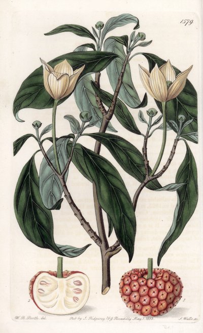Cornejo del Himalaya - Placa grabada por S.Watts, de una ilustración de Sarah Anne Drake (1803-1857), del Botanical Register de Sydenham Edwards (1768-1819), Inglaterra de Sydenham Teast Edwards